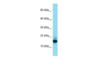 Western Blot: FAM177B Antibody [NBP2-82627]