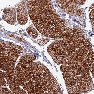 Immunohistochemistry-Paraffin: FAM178B Antibody [NBP1-93539]