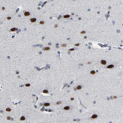 Immunohistochemistry-Paraffin: FAM180A Antibody [NBP1-81638]