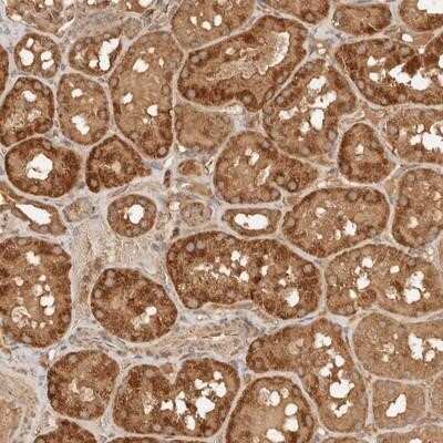 Immunohistochemistry-Paraffin: FAM180B Antibody [NBP1-93542]