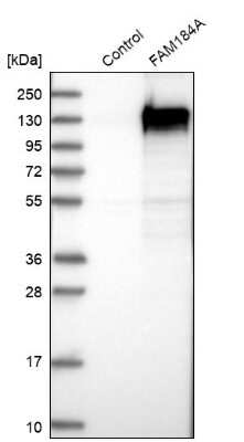 Western Blot: FAM184A Antibody [NBP1-86741]