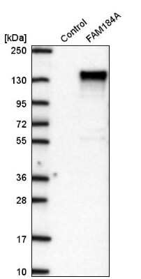 Western Blot: FAM184A Antibody [NBP2-58994]