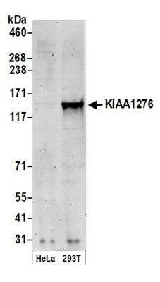 Western Blot: FAM184B Antibody [NB300-242]