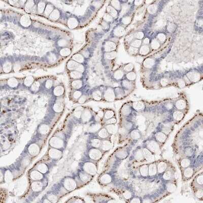 Immunohistochemistry-Paraffin: FAM185A Antibody [NBP1-93479]