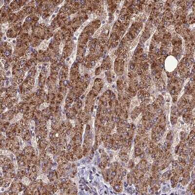 Immunohistochemistry-Paraffin: FAM186B Antibody [NBP1-88390]