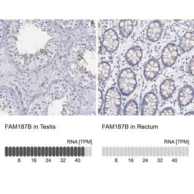 Immunocytochemistry/ Immunofluorescence: FAM187B Antibody [NBP3-17137]