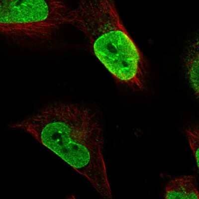 Immunocytochemistry/ Immunofluorescence: MINDY3 Antibody [NBP1-88543]