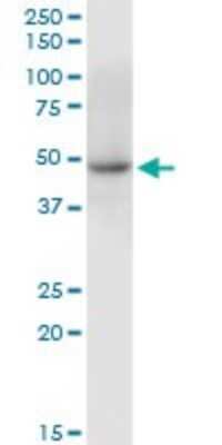 Western Blot: MINDY3 Antibody [H00080013-B01P]