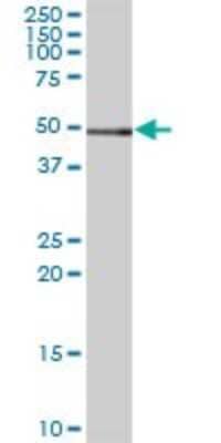 Western Blot: MINDY3 Antibody [H00080013-B01P]