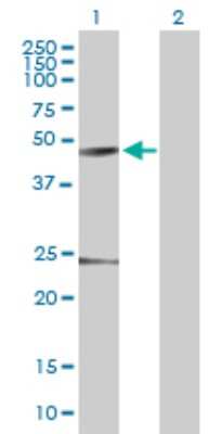 Western Blot: MINDY3 Antibody [H00080013-B01P]