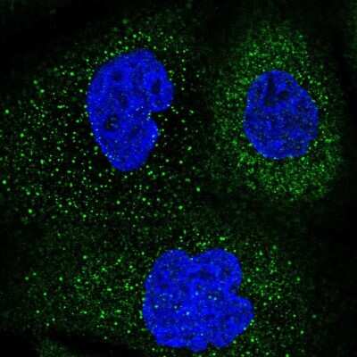 Immunocytochemistry/ Immunofluorescence: FAM188B Antibody [NBP1-91240]