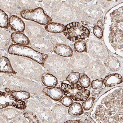 Immunohistochemistry-Paraffin: FAM188B Antibody [NBP1-91240]