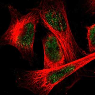 Immunocytochemistry/ Immunofluorescence: FAM189A1 Antibody [NBP1-93630]