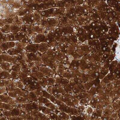 Immunohistochemistry: FAM189A1 Antibody [NBP1-93630]