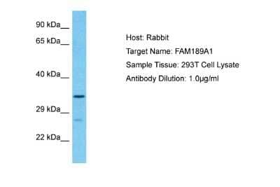 Western Blot: FAM189A1 Antibody [NBP2-84903]