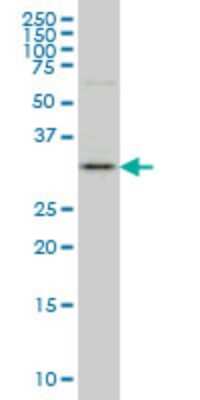 Western Blot: FAM189A2 Antibody (1H3) [H00009413-M01]