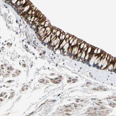 Immunohistochemistry-Paraffin: FAM189B Antibody [NBP1-88343]