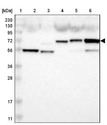 Western Blot: FAM189B Antibody [NBP1-88343]