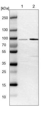 Western Blot: FAM189B Antibody [NBP1-88343]