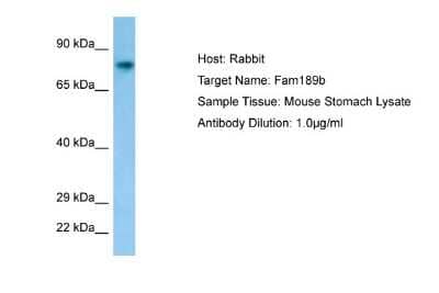 Western Blot: FAM189B Antibody [NBP1-98344]