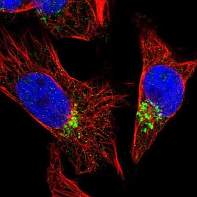 Immunocytochemistry/ Immunofluorescence: FAM18B Antibody [NBP1-88090]