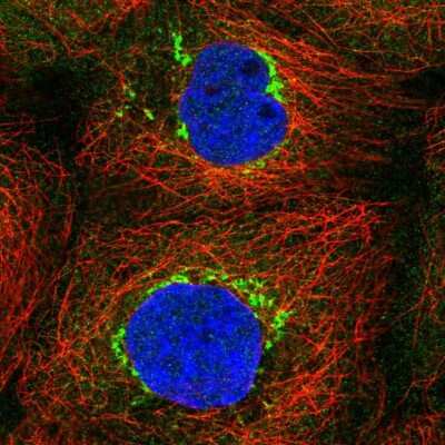 Immunocytochemistry/ Immunofluorescence: FAM18B2 Antibody [NBP2-56573]