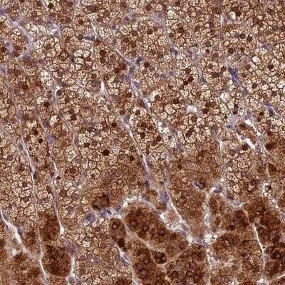 Immunohistochemistry-Paraffin: FAM190A Antibody [NBP1-82899]