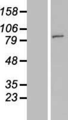 Western Blot: FAM190A Overexpression Lysate [NBL1-13079]