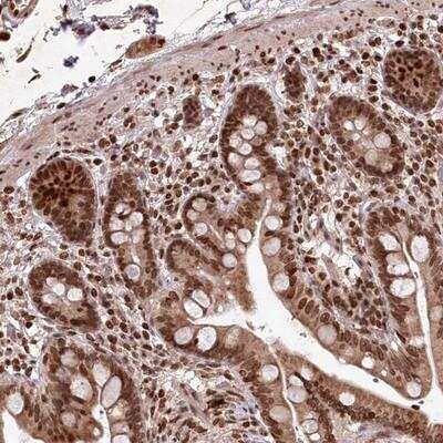 Immunohistochemistry-Paraffin: FAM190B Antibody [NBP1-81439]