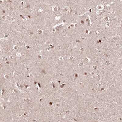 Immunohistochemistry-Paraffin: FAM190B Antibody [NBP1-81439]