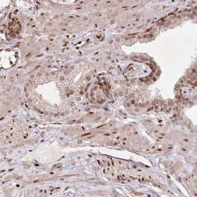 Immunohistochemistry-Paraffin: FAM190B Antibody [NBP1-81439]