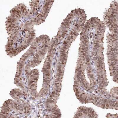 Immunohistochemistry-Paraffin: FAM190B Antibody [NBP1-81439]