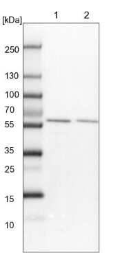 Western Blot: FAM190B Antibody [NBP1-81438]