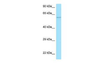 Western Blot: FAM190B Antibody [NBP2-84904]