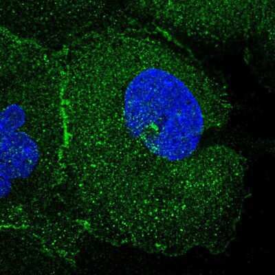 Immunocytochemistry/ Immunofluorescence: FAM193A Antibody [NBP1-91165]