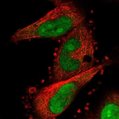 Immunocytochemistry/ Immunofluorescence: FAM193B Antibody [NBP1-90436]