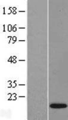 Western Blot: TAFA4/FAM19A4 Overexpression Lysate [NBL1-10511]