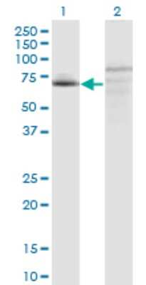 Western Blot: FAM200A Antibody (4E4) [H00221786-M09]