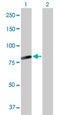 Western Blot: FAM200A Antibody [H00221786-D01P]