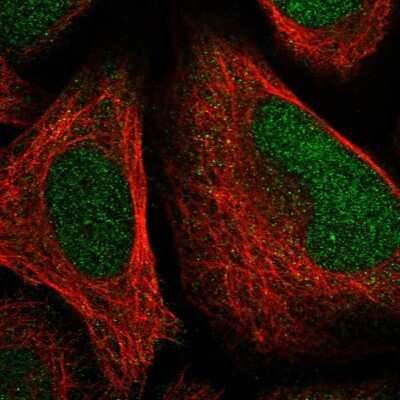 Immunocytochemistry/ Immunofluorescence: FAM204A Antibody [NBP1-90035]