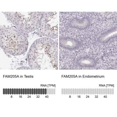 Immunohistochemistry-Paraffin: FAM205A Antibody [NBP2-56010]