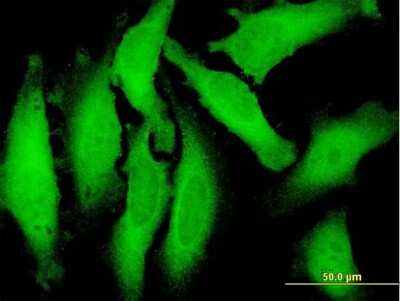 Immunocytochemistry/ Immunofluorescence: FAM206A Antibody [H00054942-B01P]