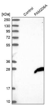 Western Blot: FAM206A Antibody [NBP2-38273]