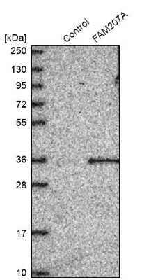 Western Blot: FAM207A Antibody [NBP1-90676]