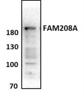 Western Blot: FAM208A Antibody [NBP1-90672]