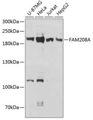 Western Blot: FAM208A AntibodyAzide and BSA Free [NBP3-05146]