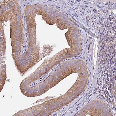 Immunohistochemistry-Paraffin: FAM20A Antibody [NBP2-13990]