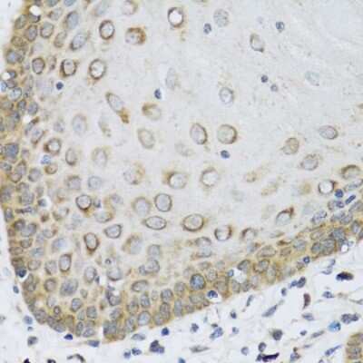 Immunohistochemistry-Paraffin: FAM20A Antibody - BSA Free [NBP3-04714]