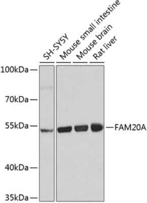 Western Blot: FAM20A AntibodyBSA Free [NBP3-04714]