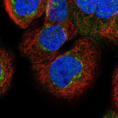 Immunocytochemistry/ Immunofluorescence: FAM20C Antibody [NBP1-84169]